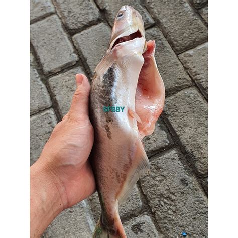 Jual Ikan Patin Segar Fresh Utuh Bersih Kg Ikan Dori Dory Fillet