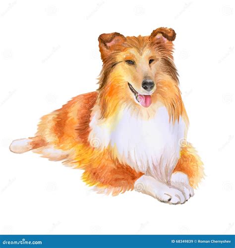 Shetland Sheepdog Silhouette Real Word Vector Illustration