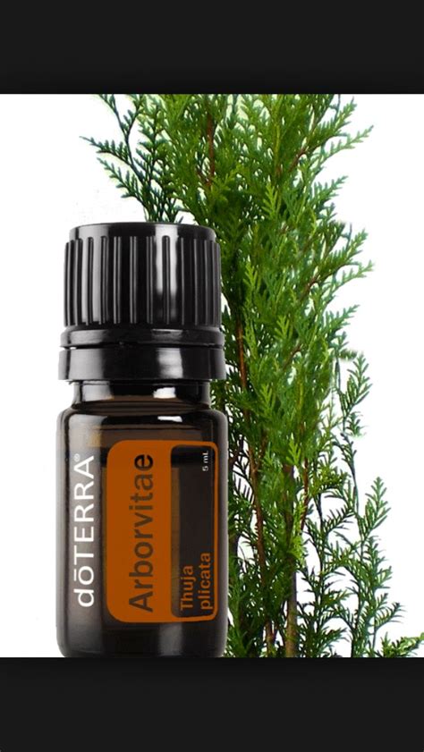 Mydoterra Oils4everydaylife Arbrovitae Known As The Tree Of