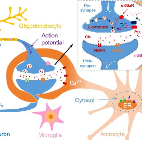 An intuitive diagram of the tripartite synapse. | Download Scientific ...