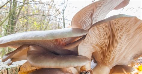 Na Poja Wieskich Rubie Ach Boczniak Ostrygowaty Pleurotus Ostreatus