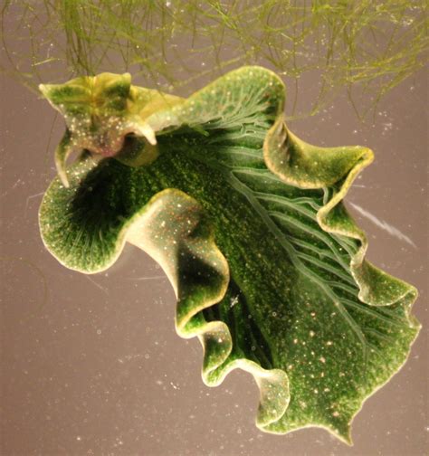 Solar Powered Sea Slug Image Eurekalert Science News Releases