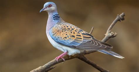 Photos De Femmes Pulpeuses En Bikini Qui Sont Terriblement Sexy La Est Ma Pr F R E