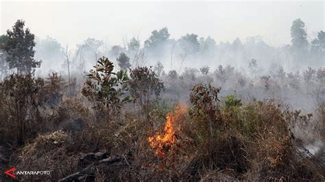 Masa Tanggap Darurat Kebakaran Hutan Di Riau Diperpanjang News