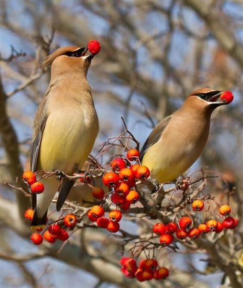 Two Birds Sitting On Top Of A Tree Filled With Berries