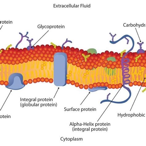 1-Structure of cell membrane. The cell membrane is a highly complex... | Download Scientific Diagram