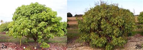 HS6 MG051 Lychee Growing In The Florida Home Landscape