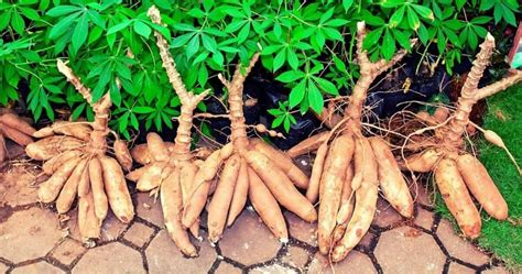 15 Surprising Health Benefits Of Eating Tapioca Beat Diabetes