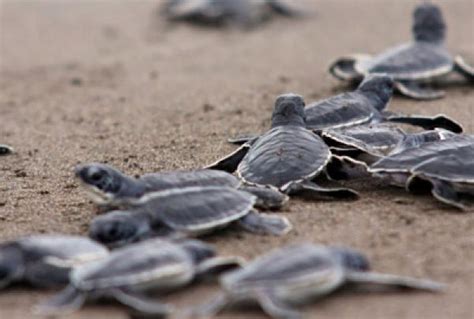 Investigan Muerte De 50 Tortugas Halladas En Costas De Puerto Vallarta