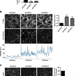 Ccm Regulates Stress Fibers And Angiogenic Loop Formation In