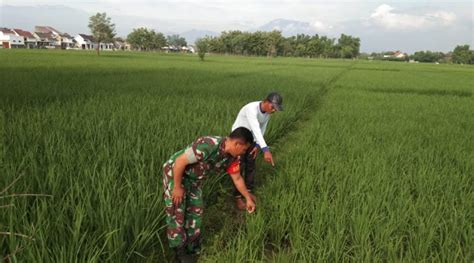 Babinsa Jajaran Kodim Madiun Dampingi Petani Pantau Pertumbuhan Tanaman