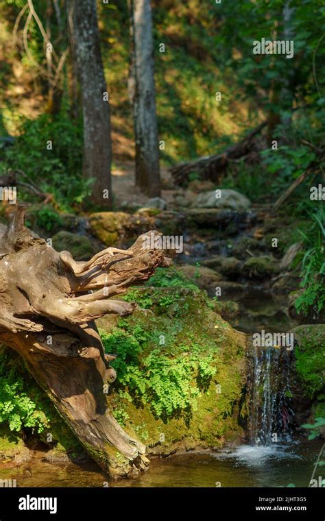 Lush Green Landscape Of A High Mountain River With A Huge Tree Root