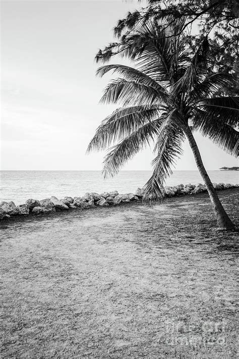 Key West Palm Tree Black And White Photograph By Paul Velgos Fine Art