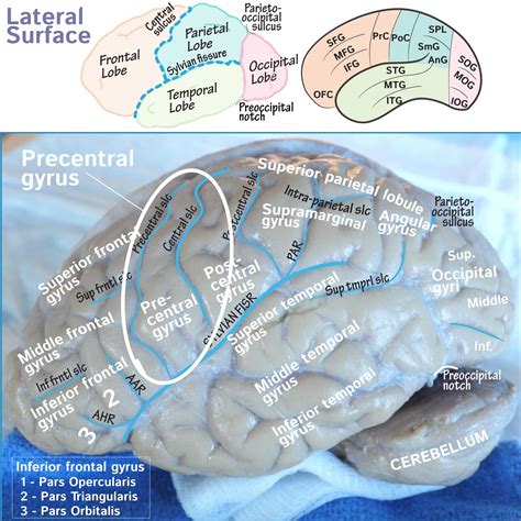 Neuroanatomy Glossary: Precentral gyrus | ditki medical & biological ...