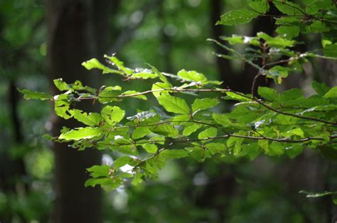 Free Images Tree Nature Forest Branch Light Sun Sunlight Leaf