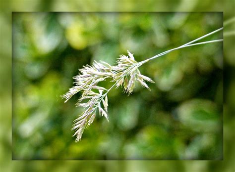 Grass Seed Head For The Cc June Versatile Challenge Sandi Very Busy Lady Flickr