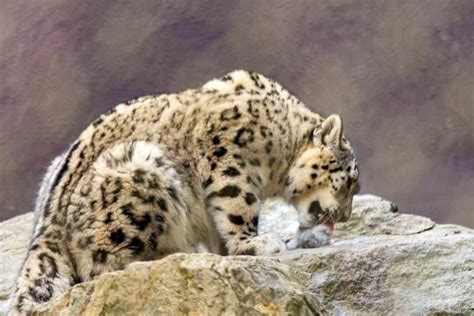 What Do Snow Leopards Eat Secrets Of The Snow