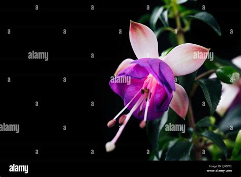 Fuchsia Pink Flower Hi Res Stock Photography And Images Alamy