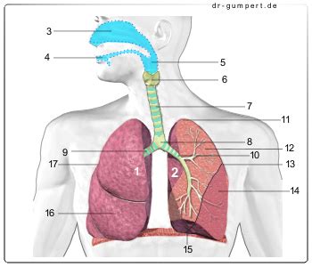Erkrankung Der Lunge Innere Medizin