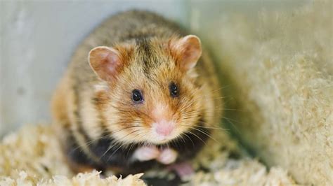 Hongkong tötet 2000 Hamster Wie gefährlich ist Corona bei Haustieren