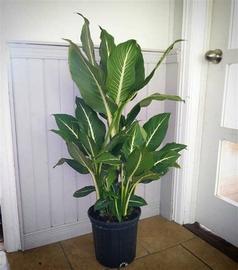 12 Indoor Plants That Look Like A Banana Tree