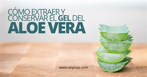 Te Explicamos Como Extraer El Gel Del Aloe Vera En 6 Pasos Muy