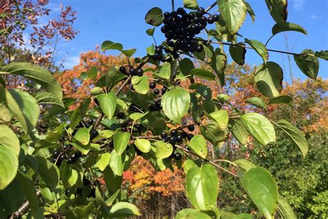 Common Buckthorn | Keweenaw Invasive Species Management Area (KISMA ...