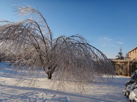 Solve Ice Storm, Kingston, Ontario. jigsaw puzzle online with 48 pieces