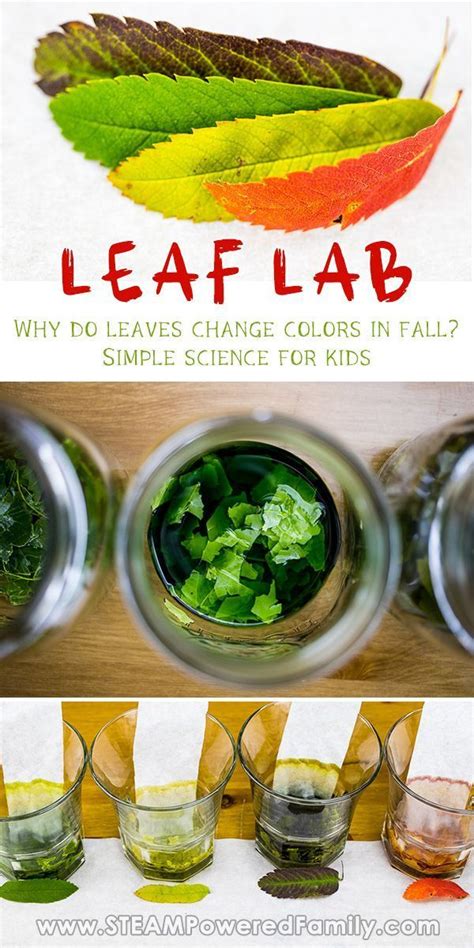 Best fall simple science for kids why do leaves change colour – Artofit