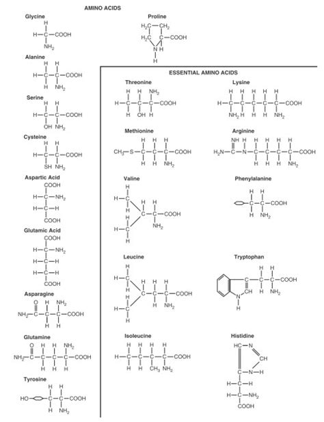 Vận chuyển và lưu trữ Amino Acids trong cơ thể