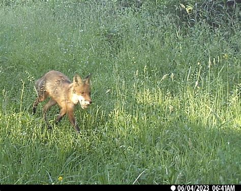 Giving Coyote Trapping a Try - General Trapping Discussion - NY Woods ...