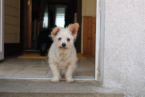 Deutscher Tierschutzpreis Ehrt Hunde Hospiz In Brandenburg