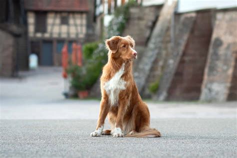 Nova Scotia Duck Tolling Retriever Breed Information And Pictures
