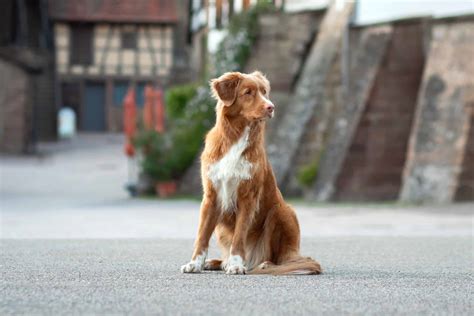 Nova Scotia Duck Tolling Retriever Breed Information & Pictures