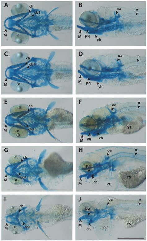 Morphological analysis reveals the degree of severity of malformations ... 
