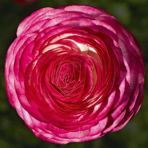 Ranunculus Asiaticus Magic Rose Delight Creeping Buttercup Garden