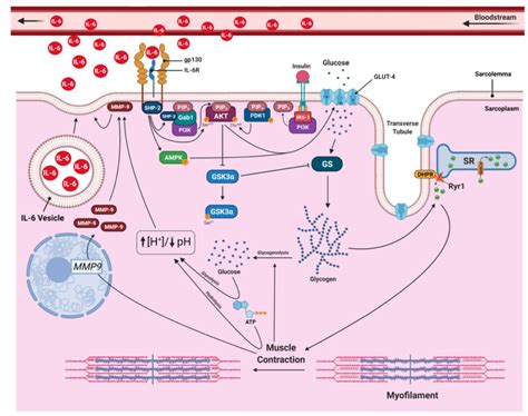 Role Of IL 6 As Myokine On Insulin Sensitivity And Skeletal Muscle Cell