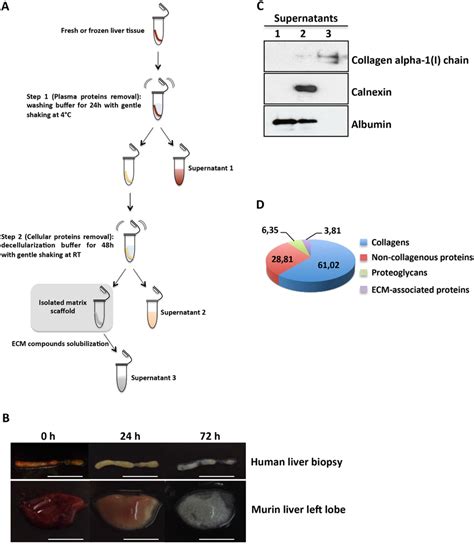 Decellularization Of Liver Tissues A Schematic Representation Of The