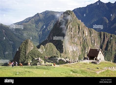 Lamas Peru Hi Res Stock Photography And Images Alamy