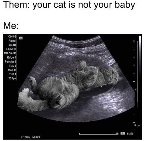 My baby : r/Catmemes