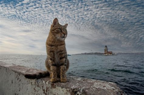 Gato Callejero Atigrado En Vista De La Torre De La Doncella De Estambul