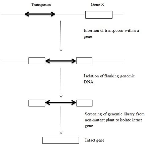 Insertional Mutagenesis Using A Transposon System And Isolation Of