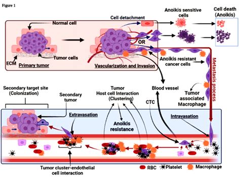 1 Metastasis Cascade Cancer Cells Disseminate From The Primary Download Scientific Diagram