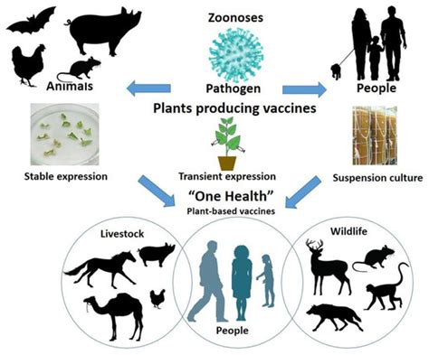 Life Free Full Text Plant Derived Recombinant Vaccines Against