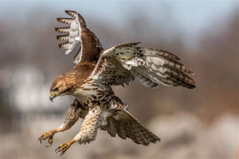 The Different Types Of Hawks In Michigan Id Guide Pics And Facts