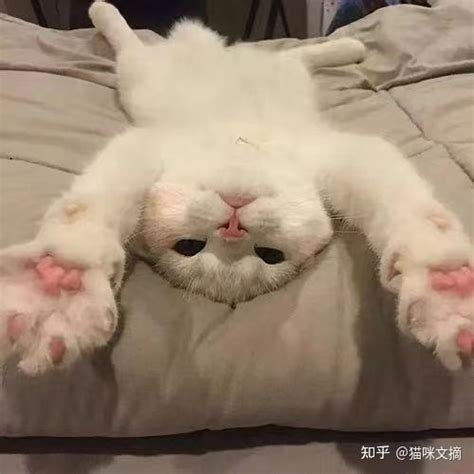 猫咪上火怎么办猫咪上火有什么症状表现 知乎