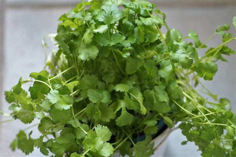 Coriander Growing Tips, Techniques, and Secrets | Gardening Tips