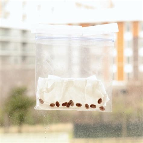 Germinating Seeds in a Bag: Science Experiment for Kids - Life Over Cs