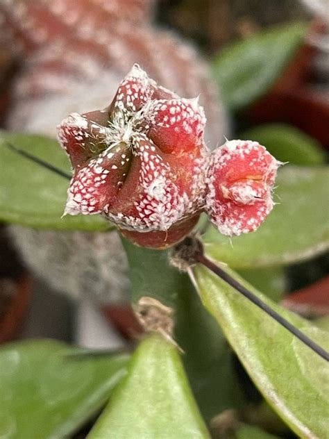 Astrophytum Myriostigma Dark Red Cactuses Astrophytum Kaktusy