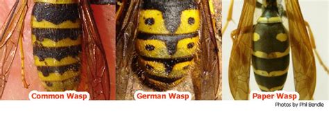 Queen Wasp Compared To Normal Wasp